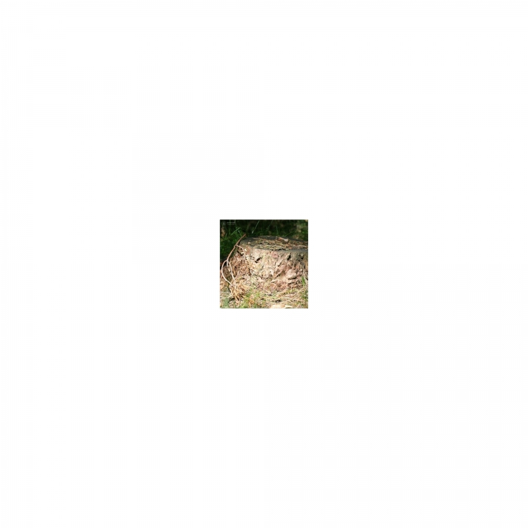 Photo Background - forest - 10x10 - Cube